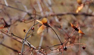 Cottsia gracilis, Slender Janusia, Southwest Desert Flora